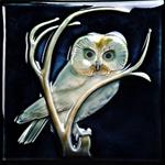 Saw-Whet Owl Nine